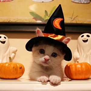 kitten_witch